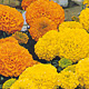 Tagetes nieder grossbl.