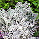 Scaevola (F&auml;cherblume)