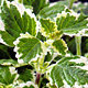 Plectranthus (Mottenk&ouml;nig)