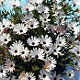 Osteospermum (Margerite)