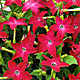 Nicotiana