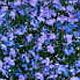 Lobelien blau (M&auml;nnertreu)