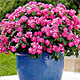 Impatiens walleriana, gef&uuml;llt
