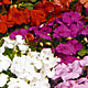 Impatiens walleriana