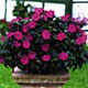 Impatiens Neu Guinea  (Edellieschen, Fleissiges Lieschen)