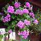 Geranien, h&auml;ngend (Pelargonium)