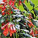 Fuchsien Fulgens