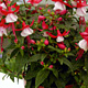 Fuchsien, stehend