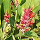 Canna Indica (Indisches Blumenrohr)
