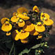 Calceolaria