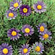 Brachycome (G&auml;nsebl&uuml;mchen)