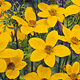 Bidens ferulifolia (Goldmarie)