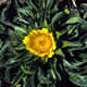 Asteriscus (Goldtaler)