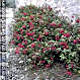 Blumenampeln