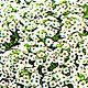Alyssum