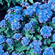 Ageratum
