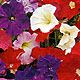 Petunien milliflora