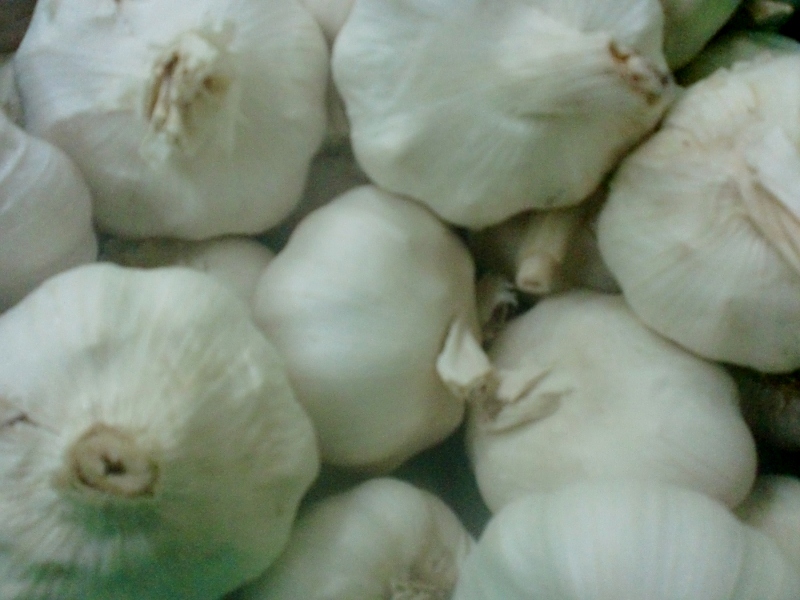 Knoblauch