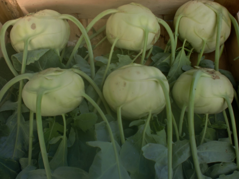 Kohlrabi