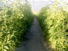 Tunnel 3