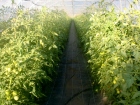 Tunnel 4