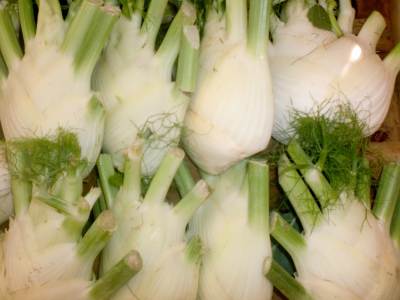Fenchel