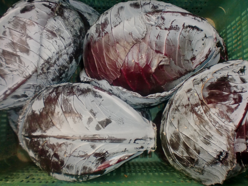 Rotkohl