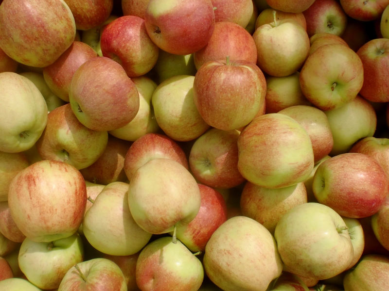 Apfel neue Ernte Jonagored