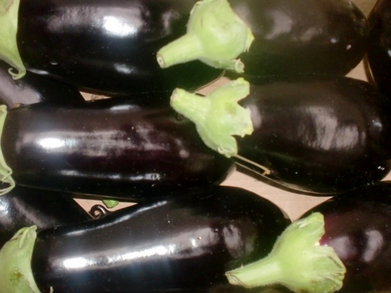 Aubergine ital.