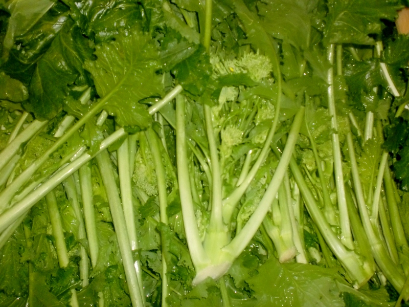 Cimarapa