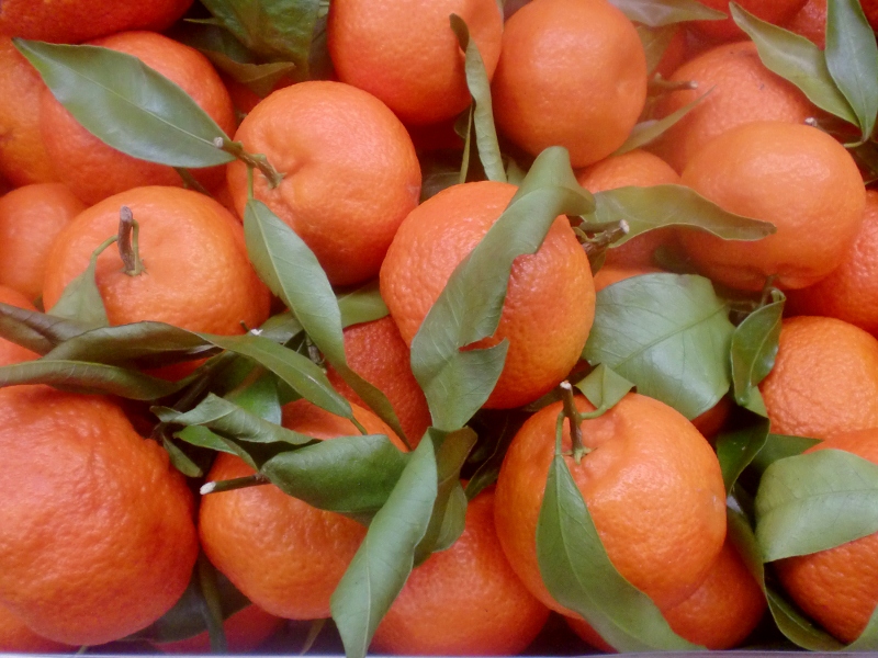 Clementinen ital.