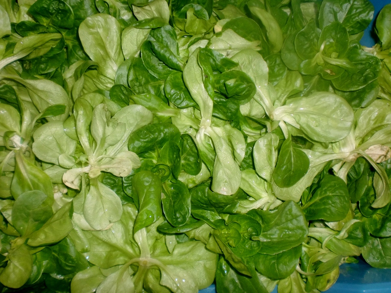 Feldsalat