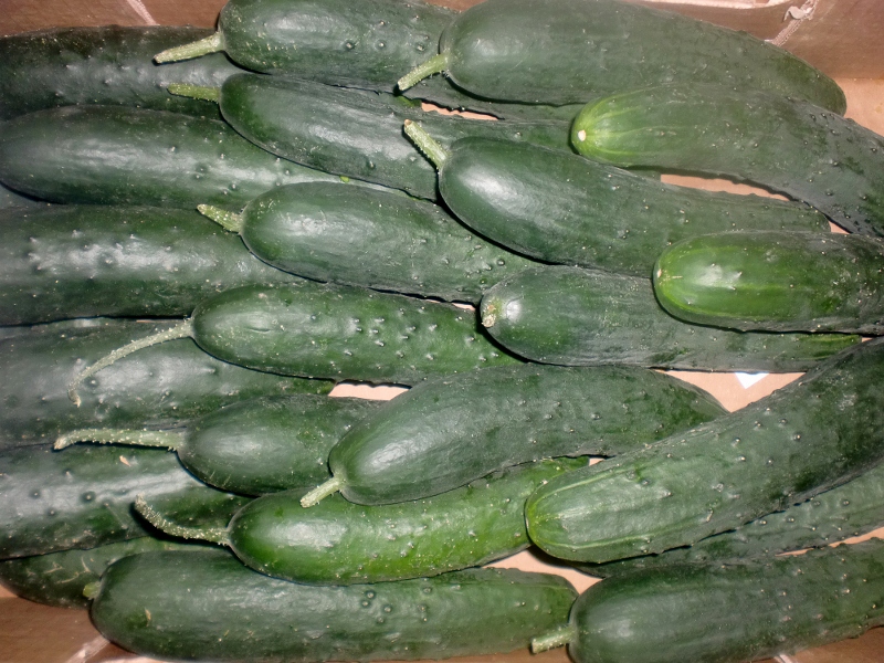 Gurken Nostrano ital.