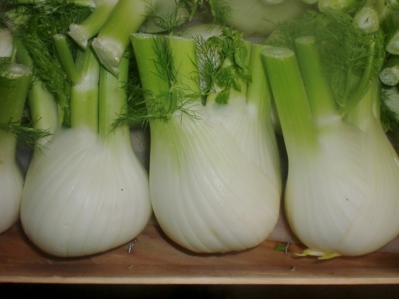 Fenchel ital.