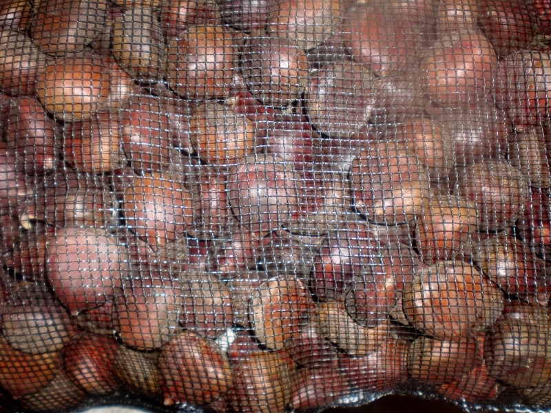 Maroni kital.
