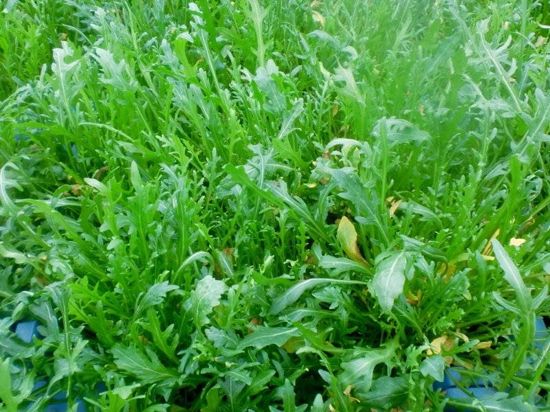 Rucola