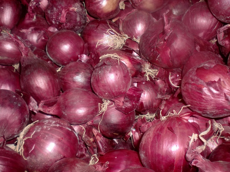 Zwiebel rot