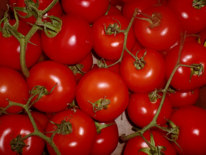 Tomaten Strauch ital.