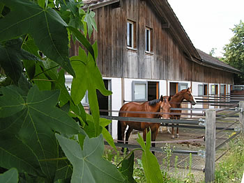 Pension im Gestüt Moos