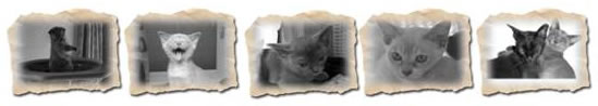 GEBURTEN & KITTEN