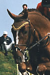 Indian Summer Ex Corleone