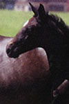 Sachmo