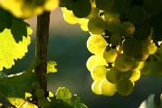 Traube mit Sonnenlicht