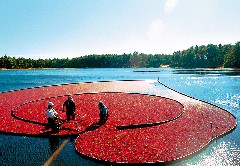 Cranberries
