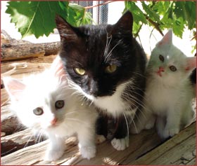 Katzen