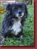 Tiere