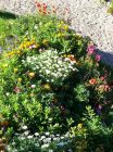 Blumen - Fiori