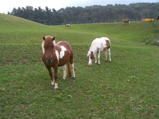Ponys und K&auml;lber
