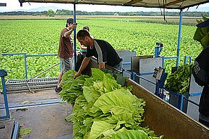 remplissage des peignes de feuilles de tabac