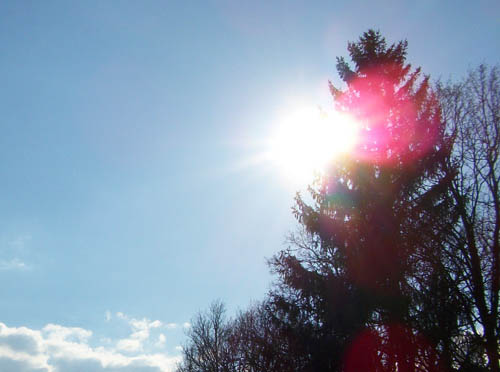 Baum mit Sonnenstrahl